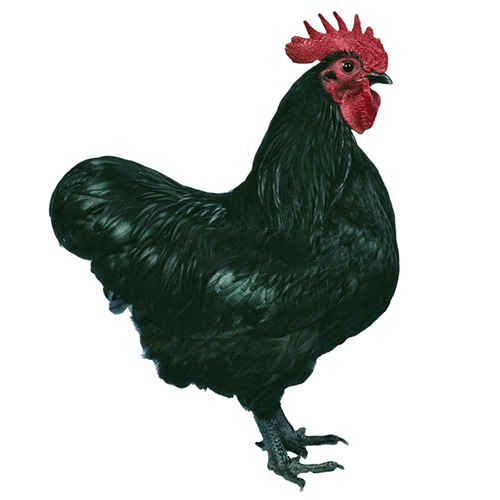 Australorp Tavuğu