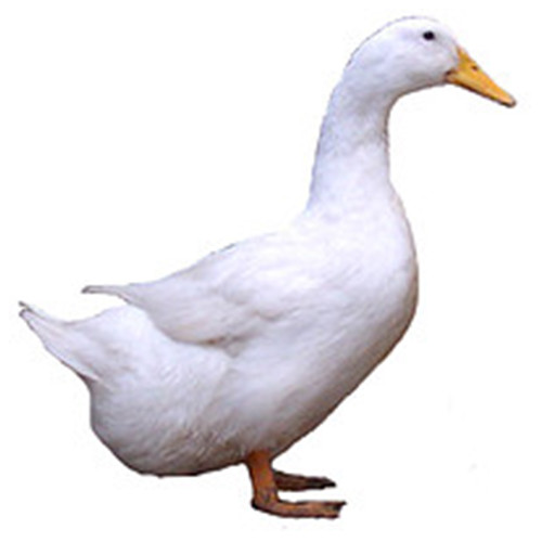 Fransa Irk Etlik Ördek