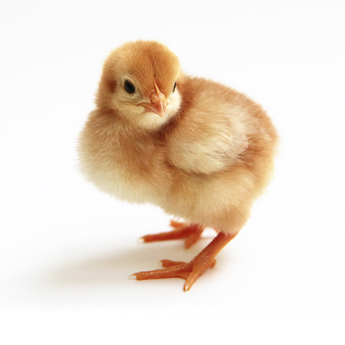 Lohmann Brown Civciv