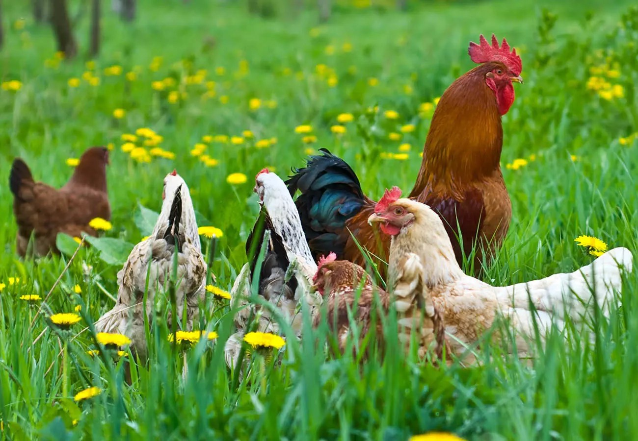 Mehmet Emin Tavukçuluk Bursa