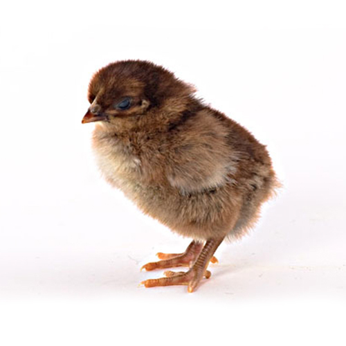 Plymouth Rock Civciv