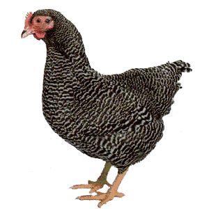 Plymouth Rock Tavuğu